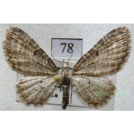 Eupithecia subfuscata (Haworth, 1809) Czech78